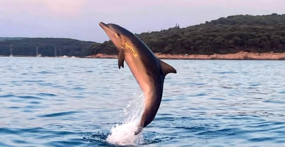 Rovinj: Gemeinsame Delfin- und Sonnenuntergangstour mit Getränken Rovinj: Gemeinsame Delfin- und Sonnenuntergangstour mit Getränken