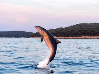 Rovigno: Tour condiviso dei delfini e del tramonto con bevande