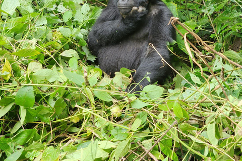 Safari económico de 3 días de senderismo por los gorilas en Uganda