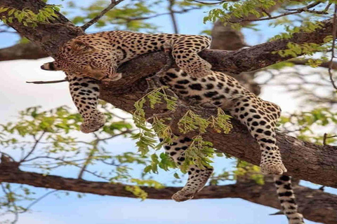 Nairobi: Nationaal park, Giraffe Center &amp; Souvenir TourNairobi: Nationaal park, Giraffecentrum &amp; Souvenir Tour