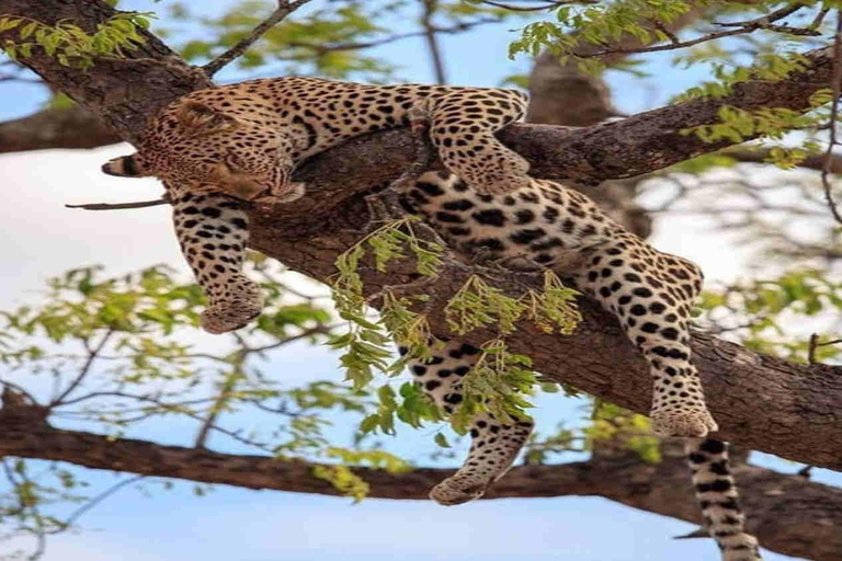 Nairobi: Nationaal park, Giraffe Center &amp; Souvenir TourNairobi: Nationaal park, Giraffecentrum &amp; Souvenir Tour