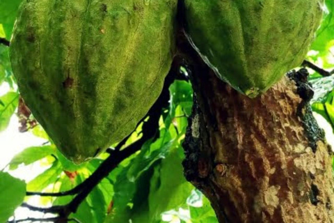 桑给巴尔香料农场之旅（含传统斯瓦希里午餐）