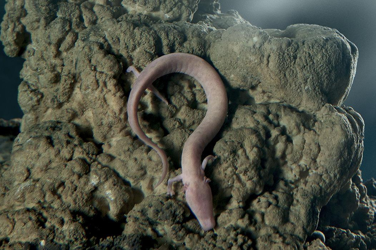 Tour to Postojna Cave and Predjama Castle from Ljubljana standard