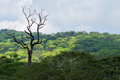 Fauna salvaje de Sri Lanka: tour de lujo de 10 días con todo incluido