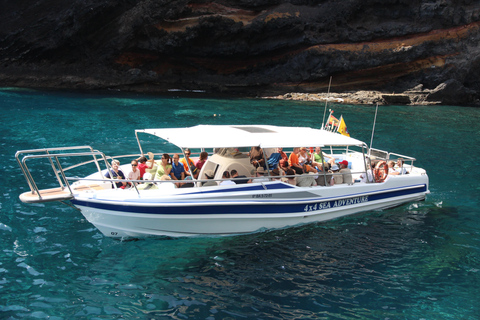 Los Gigantes: Whale-watching cruise or dolphin tour and swimming in Masca