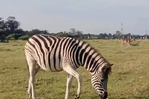 Port Elizabeth: Kragga Kamma Game Park and City Tour
