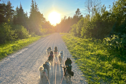 Tallinn: The Pack Power - Authentic Husky Ride Ridaküla: The Pack Power - Authentic Husky Ride