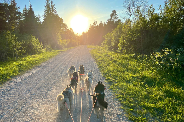 Tallinn: The Pack Power - Authentic Husky Ride Ridaküla: The Pack Power - Authentic Husky Ride
