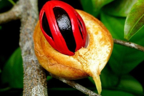 Lushoto: lekcja gotowania i lokalne tańceWycieczka prywatna bez transportu powrotnego do hotelu