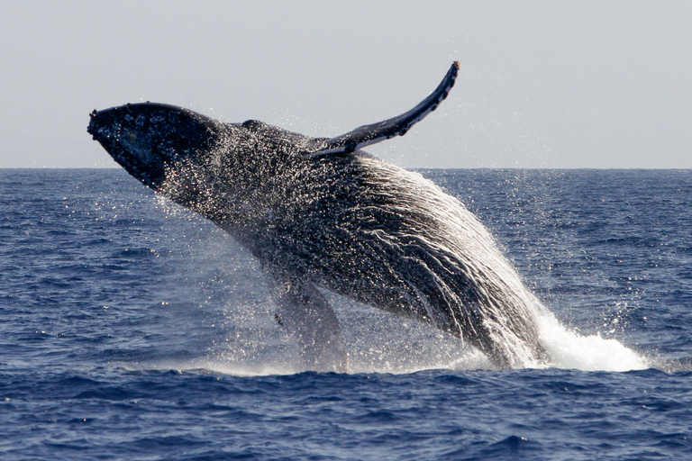 San Francisco: Whales of the Bay Cruise