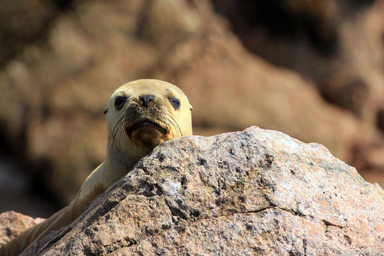 2 days from Lima Ballestas, Paracas, Huacachina and Nazca