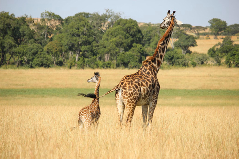 2 dagen Tsavo East en saltlick safari vanuit Diani/Mombasa