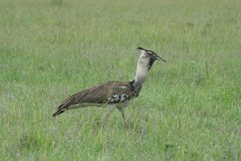 Ostateczna 6-dniowa prywatna przygoda na safariNajlepsza 6-dniowa prywatna przygoda na safari