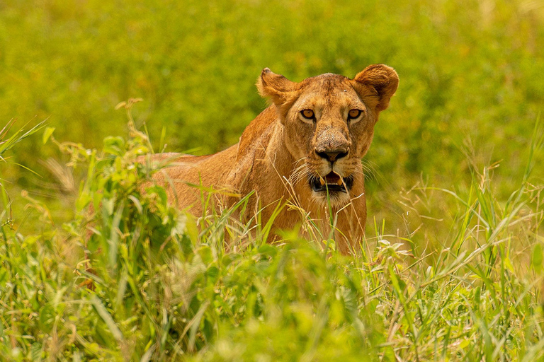 SERENGETI & NGORONGORO 5 DAYS SAFARIS (Copy of) SERENGETI & NGORONGORO 5 DAYS SAFARIS