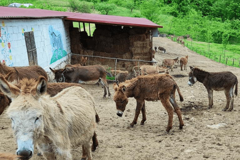 From Budva: Tour of Donkey Farm