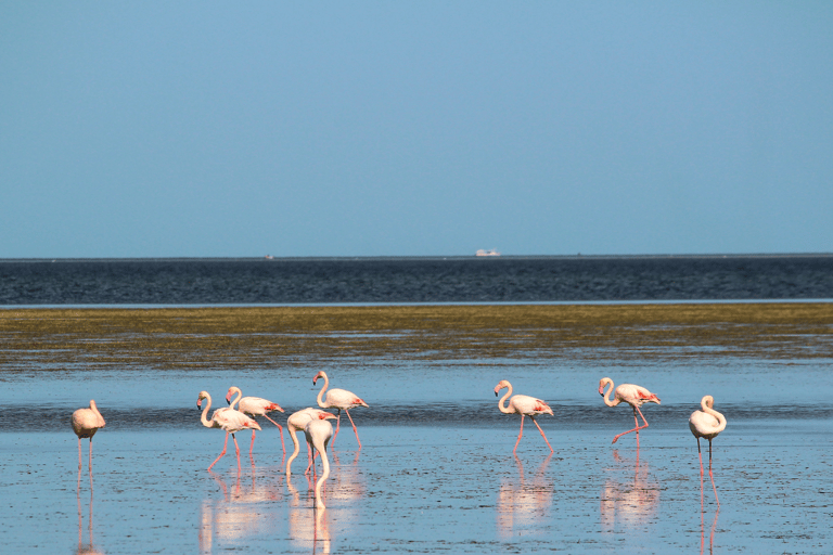 Djerbay Adventures : Safari quad Djerba