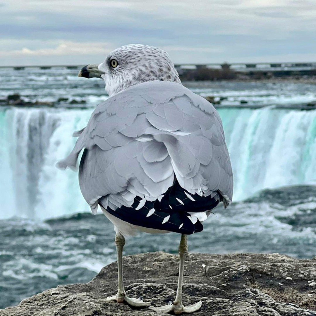 Galería de fotos para redes