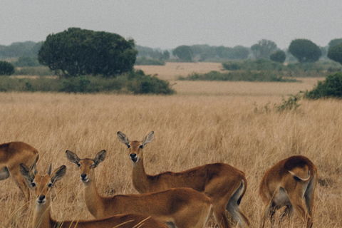 Tanzania: 2-Day Mid-Range Safari to Tarangire and Ngorongoro