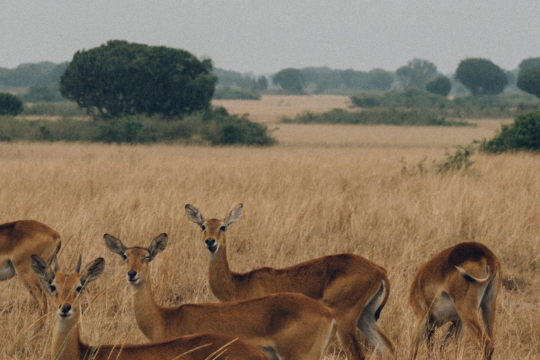 Tanzania: 2-Day Mid-Range Safari to Tarangire and Ngorongoro