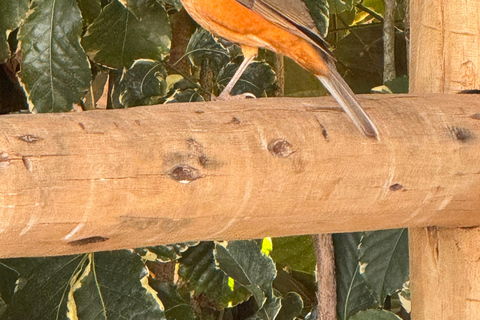 Birdwatching Tour At Poço Preto Trail