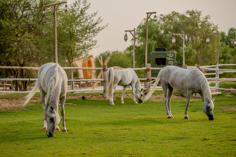 Dubai: Full-Day Desert Safari, Wildlife at Al Marmoom Oasis Shared Tour & Shared Tent