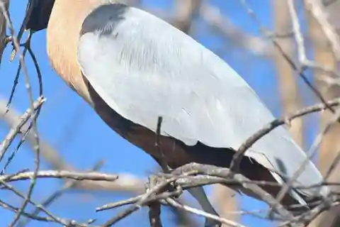 Puerto Escondido: Chacahua Lagoon Day Trip Bird Watching