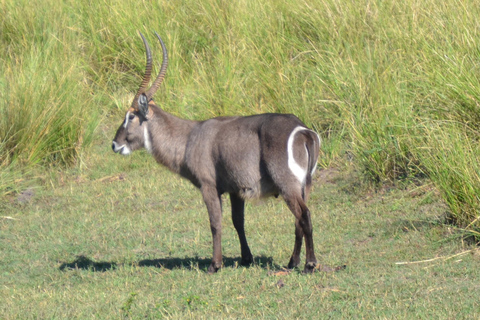 Livingstone: Recorridos de caza y paseo en rinoceronteLivingstone: Safari en el hermoso PN Mosi-Oa-Tunya