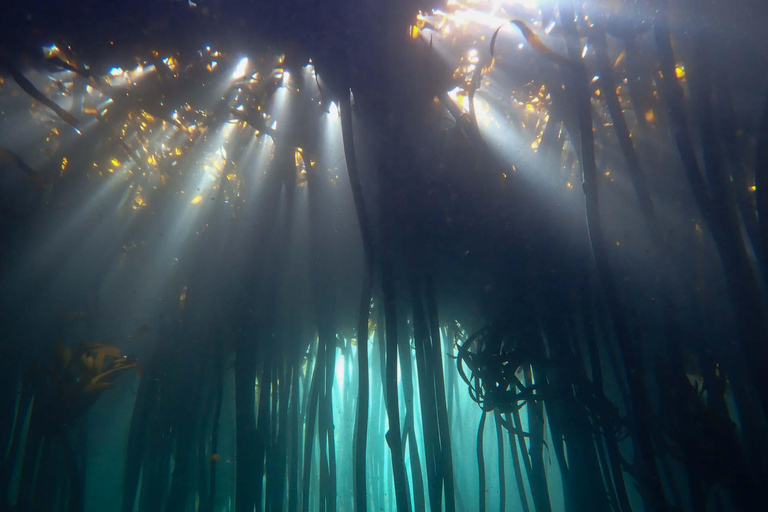 Inmersión en Ciudad del Cabo: 2 inmersiones para buceadores certificados