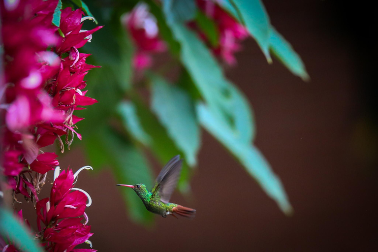 Uccelli a Medellin con un esperto bird-watcher (Privato)