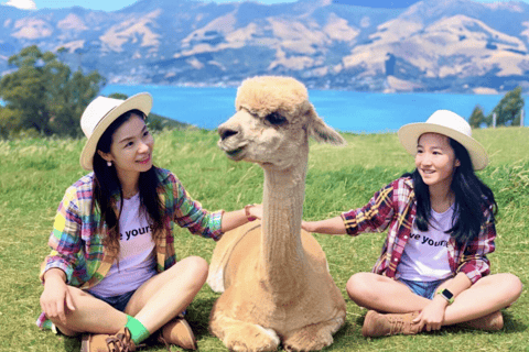 Canterbury: Shamarra Alpacas Farm Tour