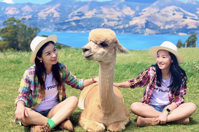 Canterbury: Shamarra Alpacas Farm Tour