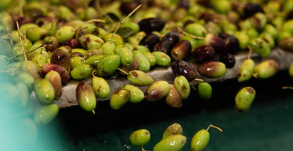 Corfu: Olive Oil and Kumquat Tasting Tour with Minivan