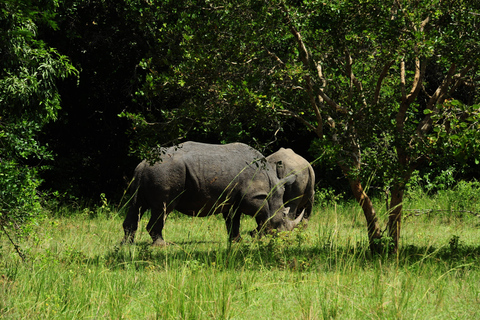 Kampala: 2-Day Murchison Falls Safari with Rhino Trek