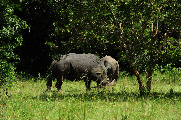 Kampala: 2-Day Murchison Falls Safari with Rhino Trek