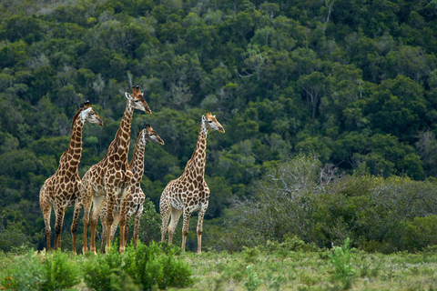 6-Day Tanzania Tour, experience wildlife Nature