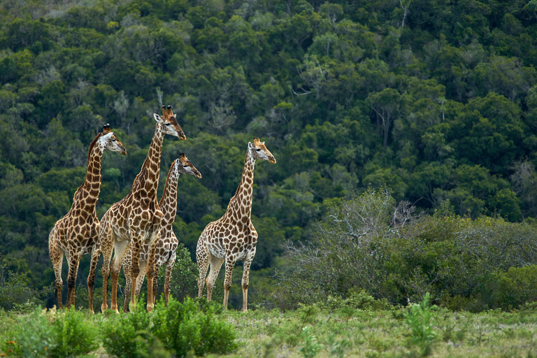 6-Day Tanzania Tour, experience wildlife Nature