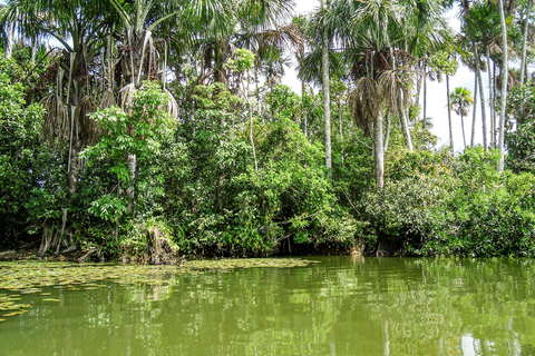 From Puerto Maldonado: 2-Day Tambopata Jungle Tour