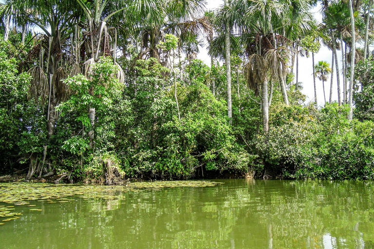 From Puerto Maldonado: 2-Day Tambopata Jungle Tour