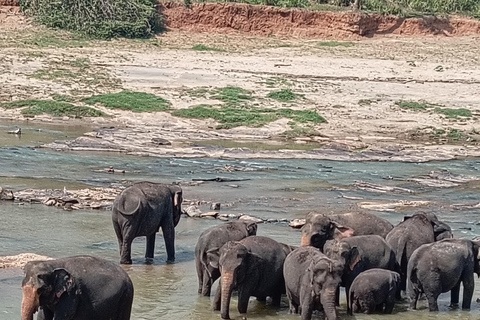 From Kandy: Sigiriya Rock, Dambulla Cave & Safari Day Tour