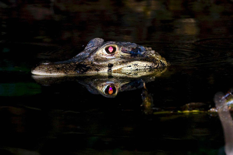 Excursion nocturne à la recherche d&#039;alligators