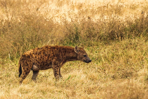 Book with flexibility Day Trip to Mkomazi National Park Tarangire and Ngorongoro