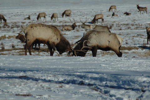 Yellowstone 2 Day Adventure - Upper and Lower Loop Tour
