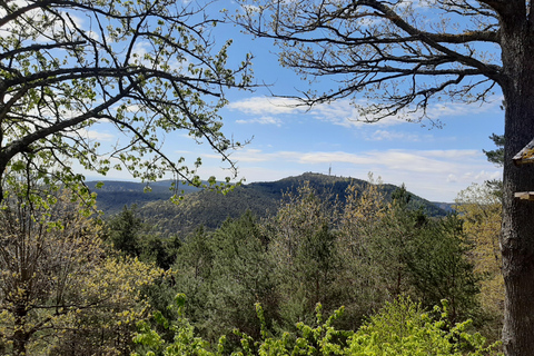 Annweiler and castle Trifels, 3 castles guided hiking tour