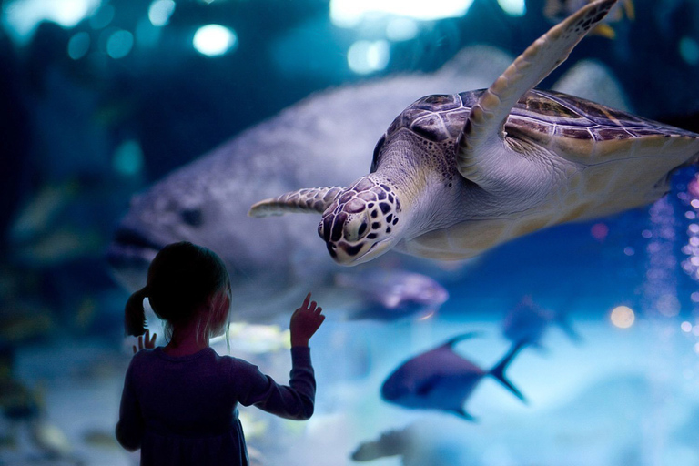 Tour di Houston e biglietto per l&#039;acquario