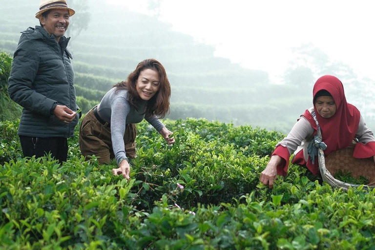 Clase de Té en Yogyakarta y Subida a Borobudur Visita Guiada Compartida