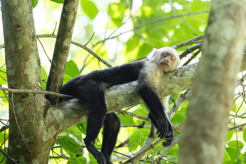 Tropical Adventure in Puntarenas: Crocodiles, Monkeys, and Much More Tropical Adventure in Puntarenas: Crocodiles, Monkeys and Much More