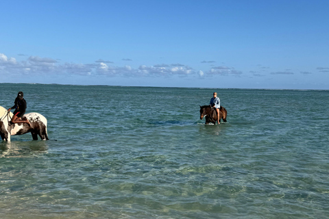 Descubriendo el sur. Paseos a caballo por la playa, excursiones a cascadas.