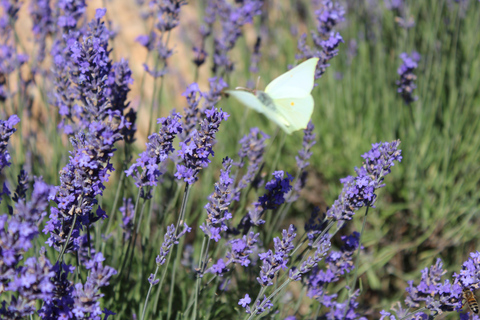 From Avignon: Half Day Lavender Tour to Sault Lavender Fields: Half-Day Sault Afternoon Tour from Avignon