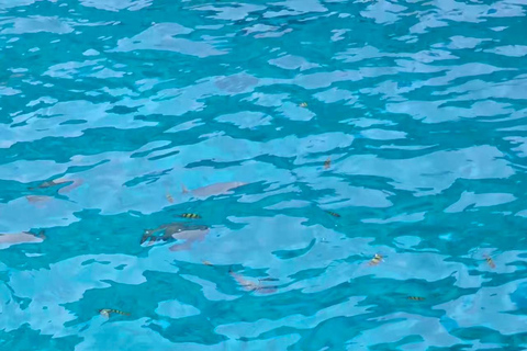 Similan Catamaran Small Group Day Tour From Phuket/Khao Lak