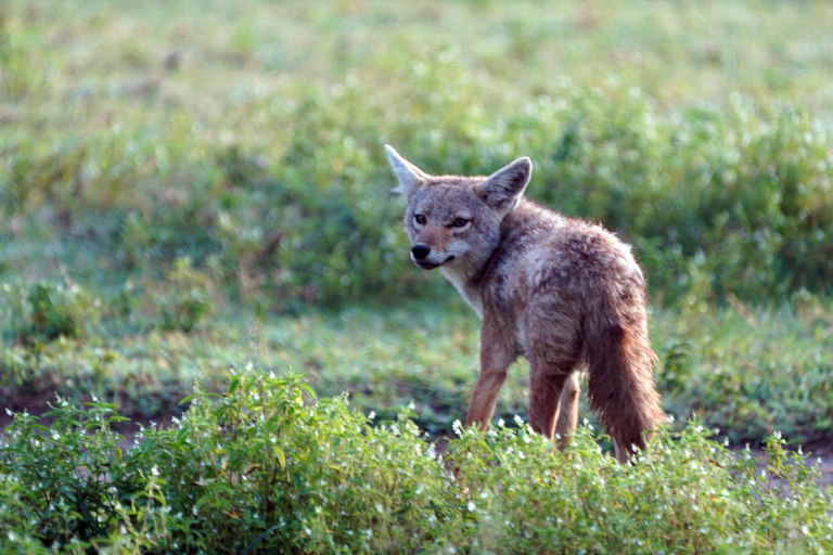 From Nairobi: 12 Days Small Group Kenya and Tanzania Safari